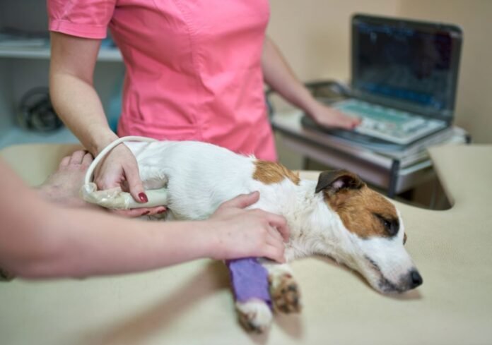 ultrasound for dogs