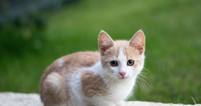How Pet Communities Help Reduce Shelter Overpopulation How Pet Communities Help Reduce Shelter Overpopulation